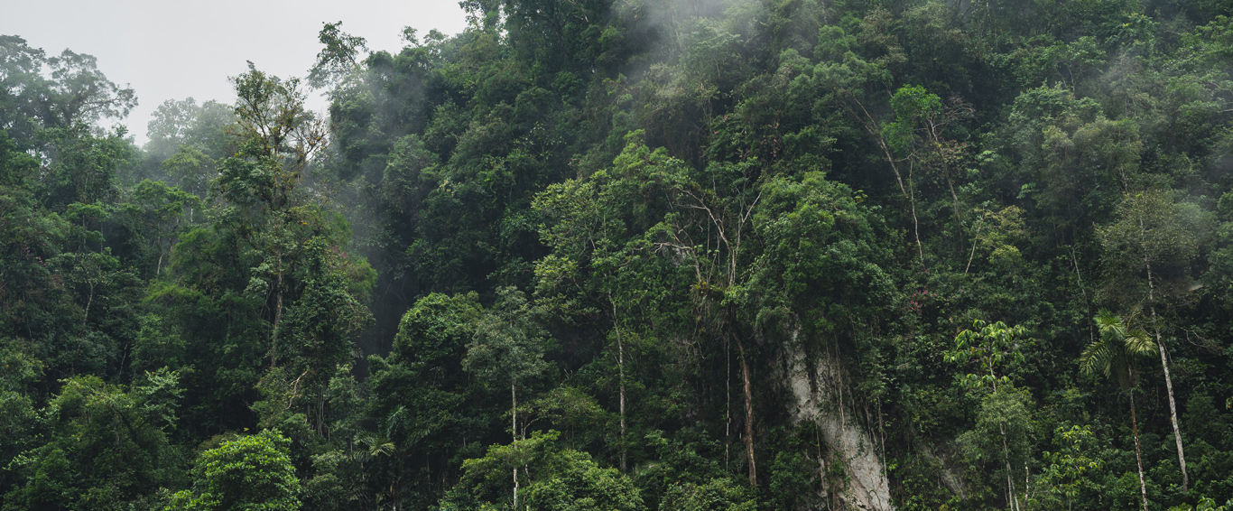 Protecting tropical forests for all their climate, economic, ecological and cultural benefits