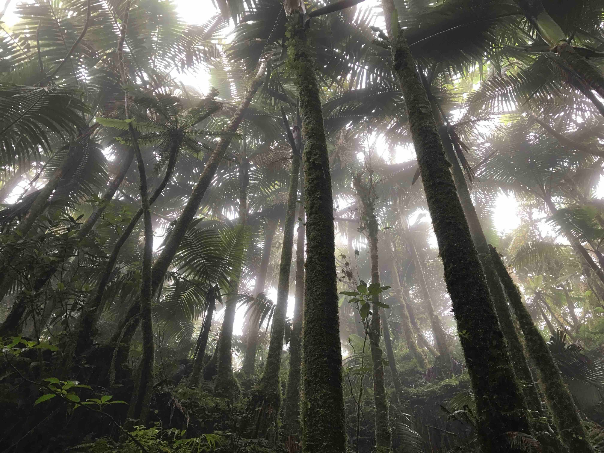 National forest credits are good for the airline industry