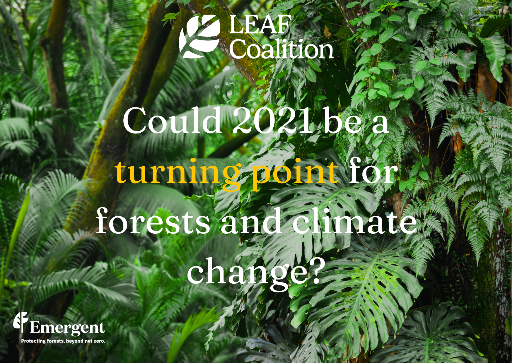 Could 2021 be a turning point for forests and climate change?