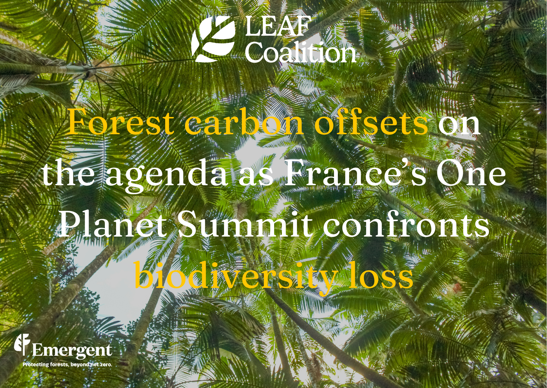 Forest carbon offsets on the agenda as France’s One Planet Summit confronts biodiversity loss