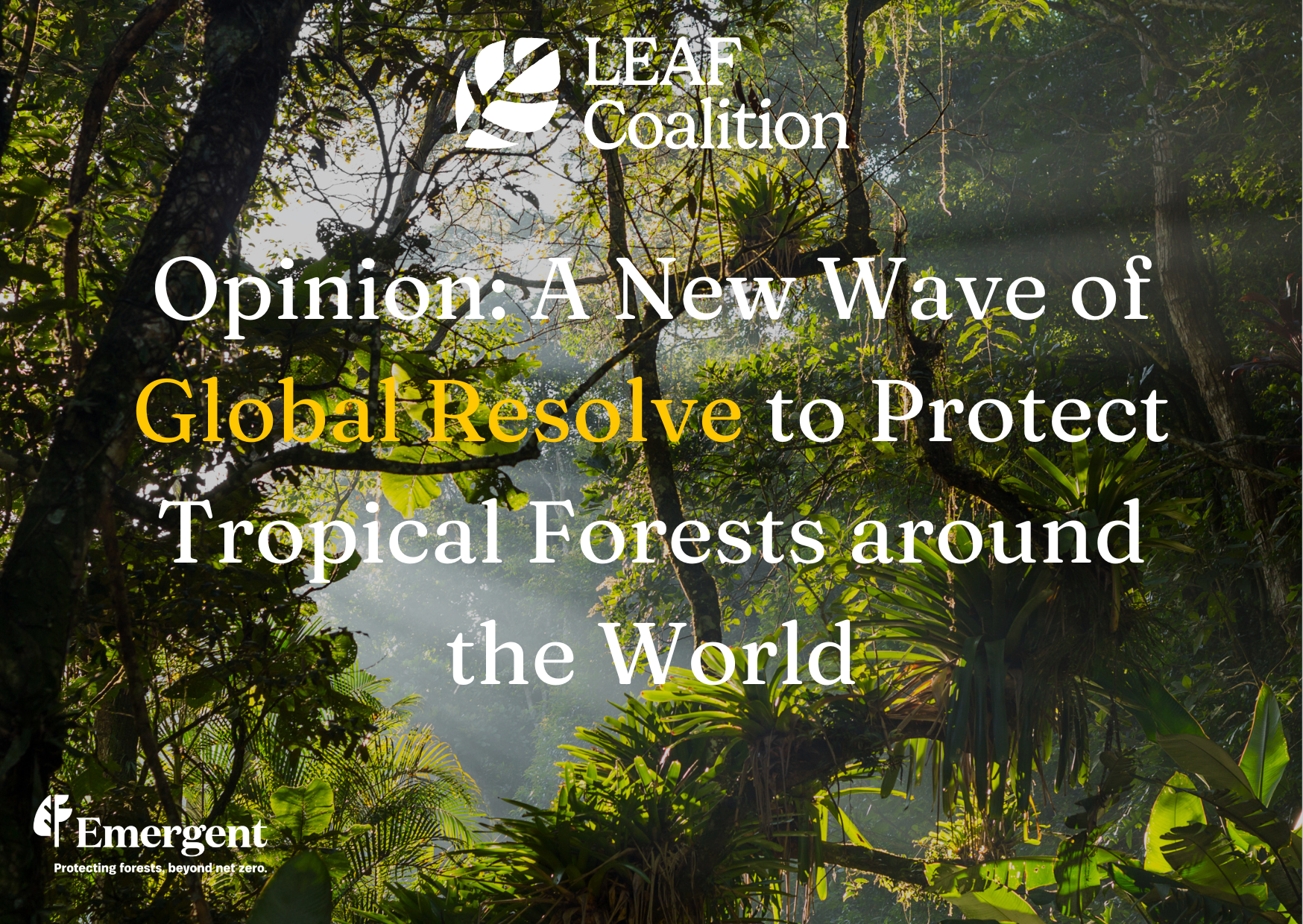 Opinion: A New Wave of Global Resolve to Protect Tropical Forests around the World