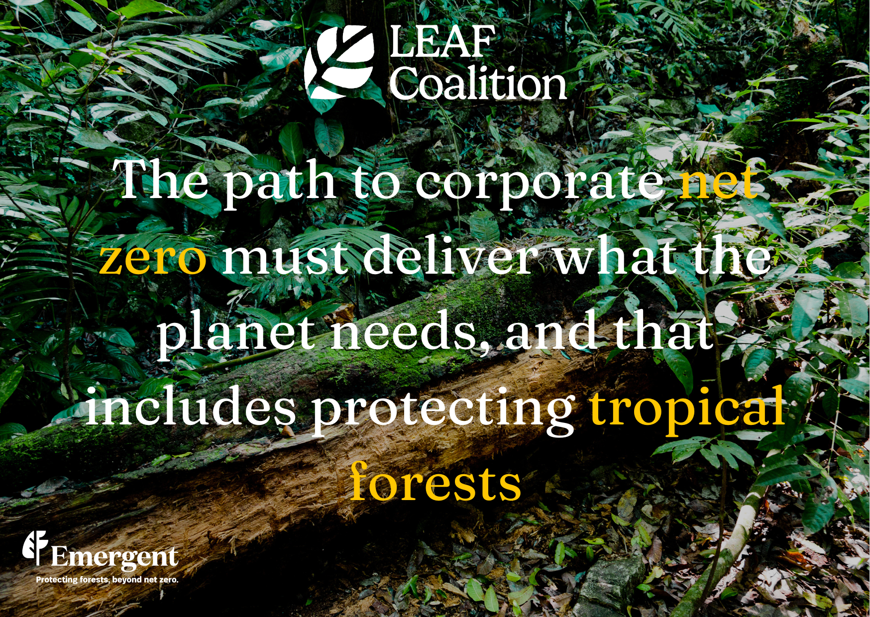 The path to corporate net zero must deliver what the planet needs, and that includes protecting tropical forests