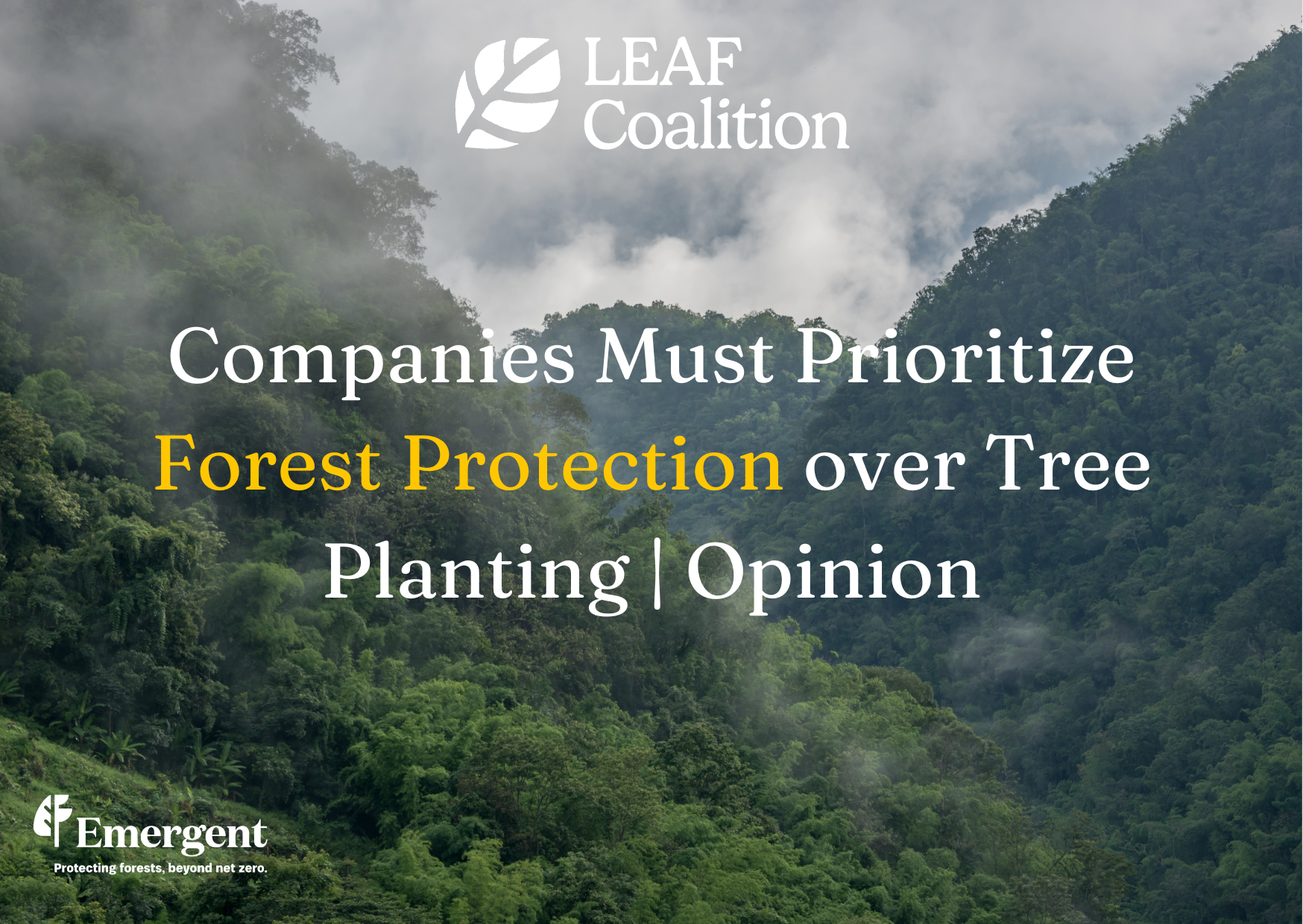 Companies Must Prioritize Forest Protection over Tree Planting | Opinion