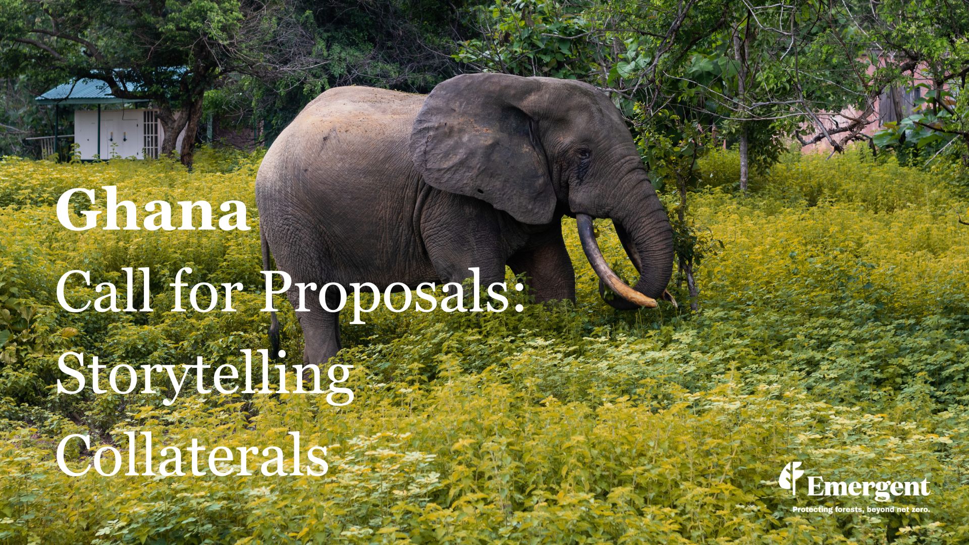 Emergent launches CFP for Services in Ghana