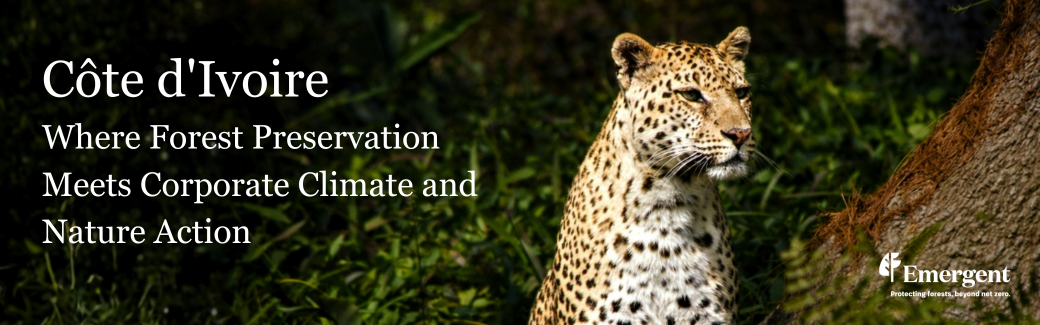 Côte d'Ivoire: Where Forest Preservation Meets Corporate Climate and Nature Action