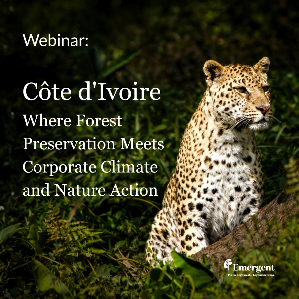 Côte d'Ivoire: Where Forest Preservation Meets Corporate Climate and Nature Action